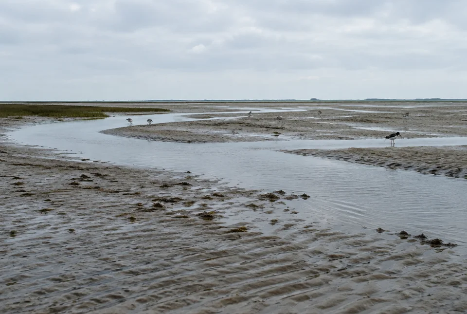 Priele und Vögel im Wattenmeer unter bewölktem Himmel